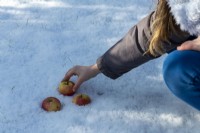 Girl putting apples on snowy ground for birds