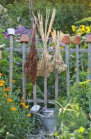 Bunch of flower seedheads hanging on fence to dry.