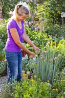 Woman cutting Welsh onion flower to collect seeds.