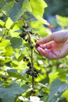 Woman picking Blackcurrants - Ribes nigrum