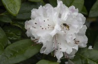 A wasp uses an early flowering rhododendron Christmas Cheer for autumn nectar. Whitstone Farm, Devon NGS garden, autumn