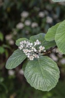 Sorbus thibetica 'John Mitchell' - Tibetan whitebeam - June 