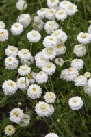 Chamaemelum nobile 'Flore Pleno' - chamomile - July