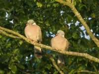 Columba palumbus - Pair of Wood Pigeon perched in evening sunlight