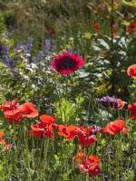 Papaver rhoeas - Common poppies and Papaver somniferum - Opium poppy