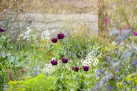 Meadow plants including Papaver somniferum 'Laurens Grape' and Leucanthemum vulgare.The Mind Garden, Designer: Andy Sturgeon, RHS Chelsea Flower Show 2022- Gold Medal
