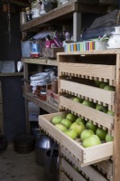 A potting shed has a wooden apple storage rack on the right with a drawer partly open and full of apples. Autumn.
