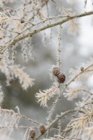 Larix x marschlinsii - Dunkeld larch tree in the frost