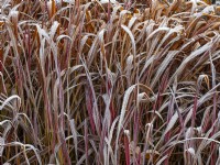 Imperata cylindrica 'Rubra' - Japanese Blood Grass  Winter December