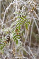 Rubus thibetanus - Ghost bramble in the frost