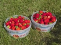 Tubs of picked strawberries on commercial pick your own farm