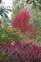 Acer rubrum 'Brandy wine' at Bodenham Arboretum, October