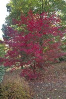 Acer Palmatum 'Trompenberg' at Bodenham Arboretum, October