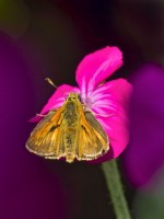 Ochlodes sylvanus - Large Skipper butterfly feeding on Lychnis coronaria flower