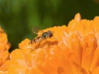 Hoverfly on Calendula flower