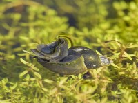 Lymnaea stagnalis - Great Pond Snail