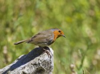 Erithacus rubecula - Robin perched on stone