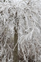 Prunus pendula 'Pendula Rosea' - Weeping cherry tree in the frost