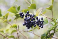 Ligustrum x Ibolium - North Privet berries