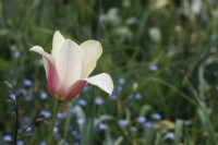 Tulipa 'Blushing Lady' 
