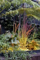 Imperata 'Red Baron'  with garden lighting in border