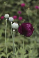 Flower and seedheads of Papaver somniferum 'Dark Plum'
