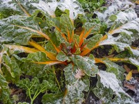 Swiss Chard - Beta growing in frost and snow December Winter