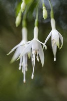Fuchsia Magellanica 'Alba'