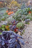 Kitchen garden with raised beds separated with gravel paths full of winter vegetables - kale and  Swiss chard.
