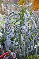 Kale 'Nero di Toscana' in winter frost.