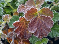 Geum Queen of Orange leaves with frost in Winter December