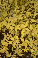 Spiraea japonica 'Goldflame'