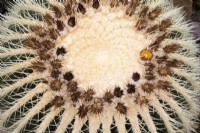 Echinocactus grusonii, Golden Barrel Cactus - September