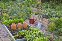 Raised beds with growing crops in organic kitchen garden.