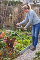 Woman placing metal arches over vegetable bed for winter protection.