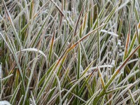 Libertia  'Gold Leaf'  frost covered in winter December