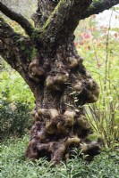 Ostrya japonica in November.