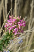 Cleome hassleriana or Spider plant in autumn.