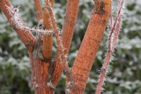 Acer pensylvanicum Erythrocladum - Red Branched Moosewood Maple tree in the frost