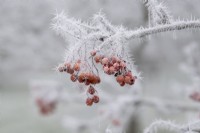 Sorbus Maderensis - Madeira rowan berries in the frost