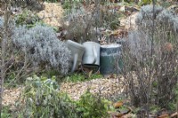 Vegetable garden in winter. Watering cans hidden in border.