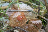 Physalis alkekengi - Chinese Lantern - skeletal seed pod with orange fruit in snow.