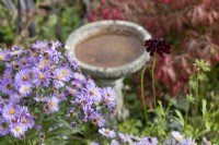 Michaelmas daisies  grow beside a stone bird bath with scabious Black Knight flower to the right. Derryn Bank. Autumn.