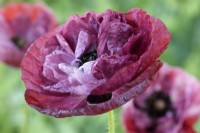 Papaver rhoeas  'Pandora'  Poppy grown using seed saved from last year's plants  One colour from mixed  June
