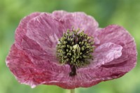 Papaver rhoeas  'Pandora'  Poppy grown using seed saved from last year's plants  One colour from mixed  June