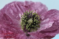 Papaver rhoeas  'Pandora'  Poppy grown using seed saved from last year's plants  One colour from mixed  June