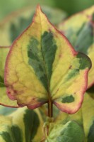 Houttuynia cordata  'Chameleon'  Foliage  Syn.  Houttuynia cordata 'Tricolor'  June
