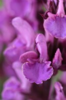 Salvia x sylvestris  'Rose Marvel'  Sage  Syn. Salvia nemorosa 'Rose Marvel'  June
