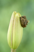 Lilioceris lilii  Lily beetle larvae feeding on lilium bud  June

