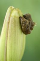 Lilioceris lilii  Lily beetle larvae feeding on lilium bud  June
